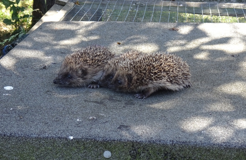 Hoglets