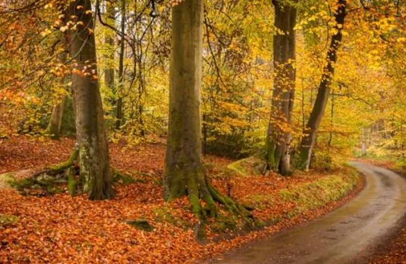 Trees in Felbrigg