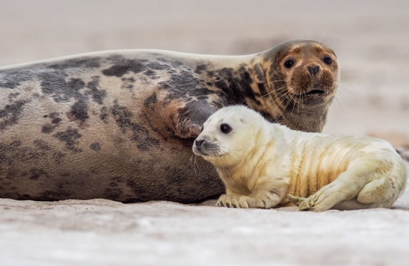 Horsey Seals