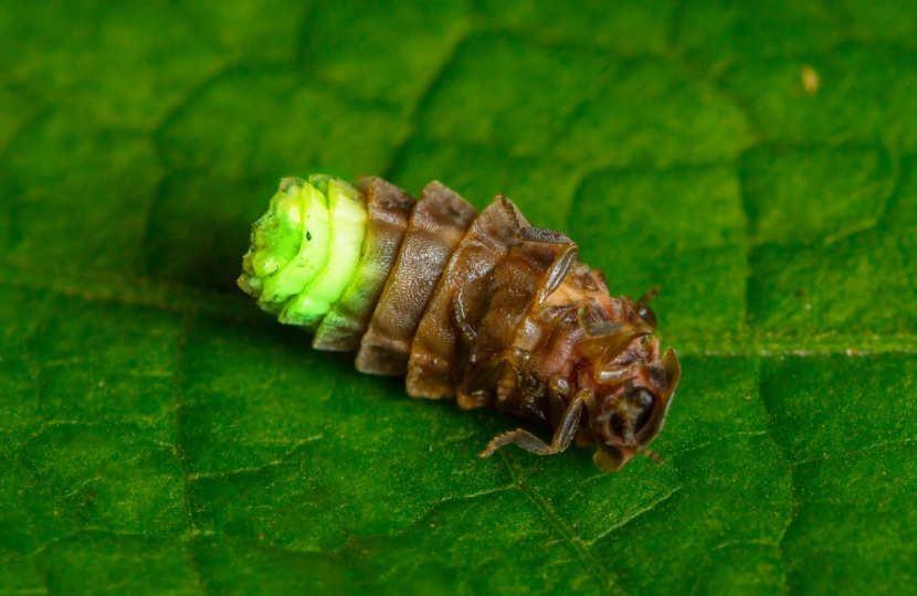 European Glow Worm