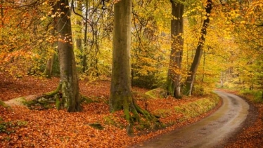 Trees in Felbrigg