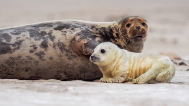 Horsey Seals