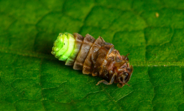 European Glow Worm